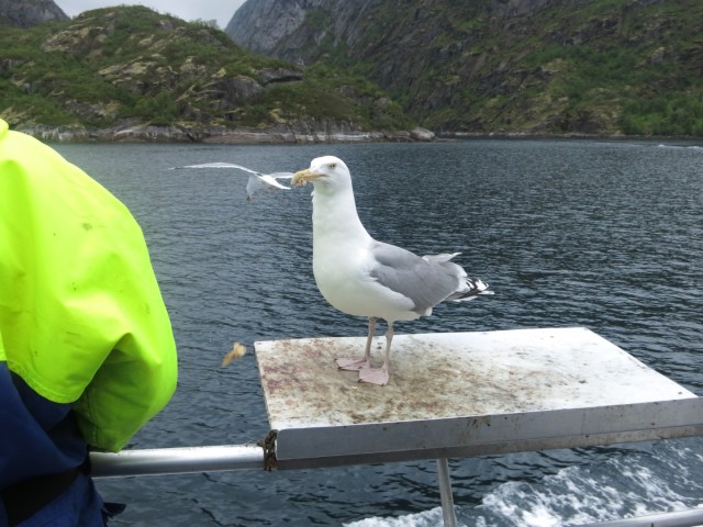 Hurtigruten_2015-06-25_16-59-3